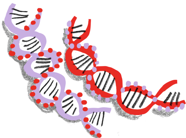 donor-dna.png